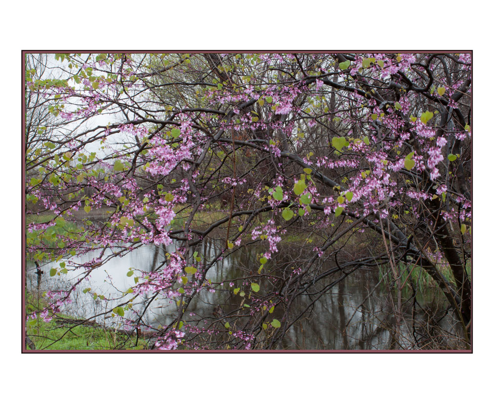 Trinity River Spring